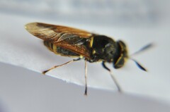 Hoplitimyia mutabilis