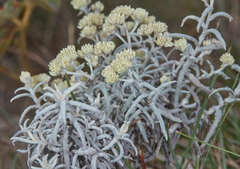 Achyrocline ramosissima