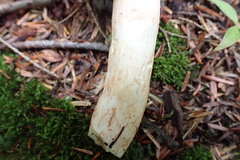 Lactarius helvus