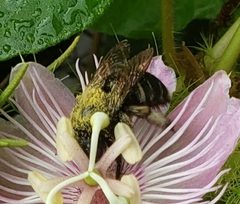 Xylocopa tabaniformis parkinsoniae