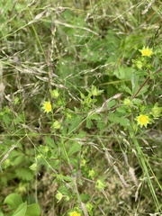 Potentilla rivalis
