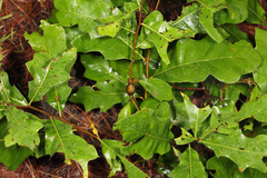 Zapatella quercusphellos