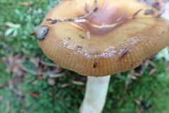 Lactarius helvus