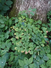 Caulophyllum thalictroides