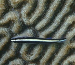 Elacatinus prochilos