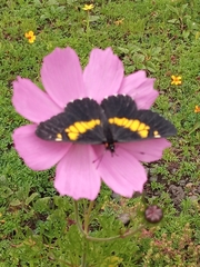 Catasticta teutila