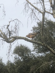 Buteo lineatus elegans