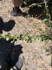 Genista monspessulana