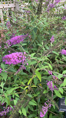 Buddleja davidii