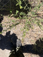 Genista monspessulana