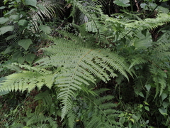 Microlepia speluncae