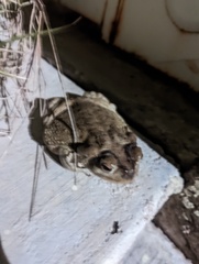 Incilius mazatlanensis