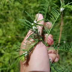 Taxodiomyia cupressiananassa
