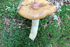 Lactarius helvus
