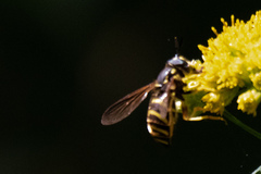 Chrysotoxum