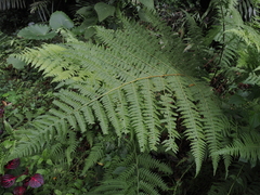 Microlepia speluncae