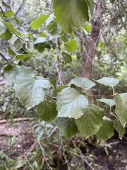Betula occidentalis