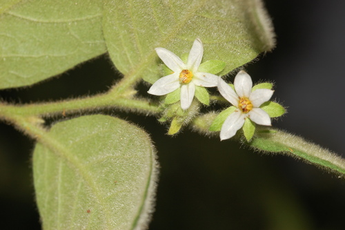 Solanum cordovense
