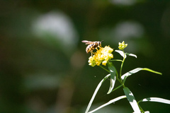 Chrysotoxum