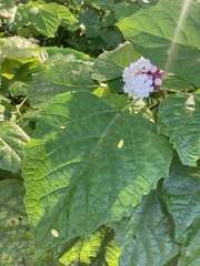 Clerodendrum chinense