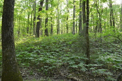 Podophyllum peltatum