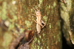 Hapithus saltator