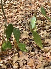 Opuntia macrorhiza