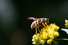 Chrysotoxum