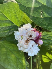 Clerodendrum chinense