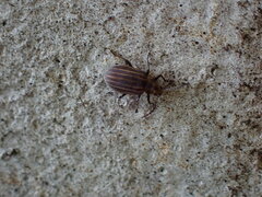 Neolochmaea dilatipennis