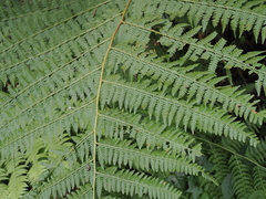 Microlepia speluncae