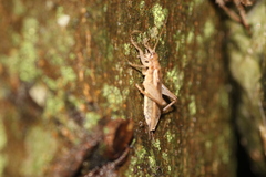 Hapithus saltator