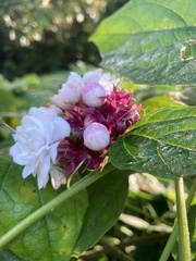 Clerodendrum chinense