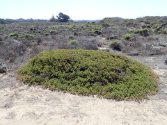 Arctostaphylos pumila