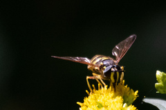 Chrysotoxum