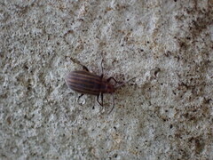 Neolochmaea dilatipennis