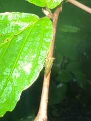 Stictocephala basalis