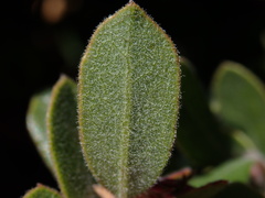 Arctostaphylos pumila