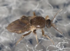 Forcipomyia bipunctata