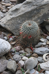 Mammillaria dixanthocentron