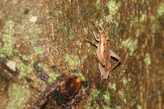 Hapithus saltator