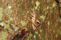 Hapithus saltator