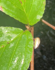 Stictocephala basalis