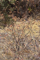 Eriogonum elongatum