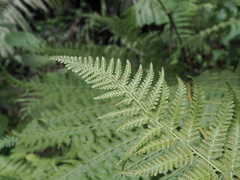 Microlepia speluncae