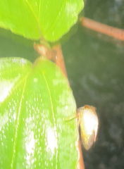 Stictocephala basalis