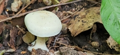 Leucopaxillus