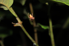Eriophora