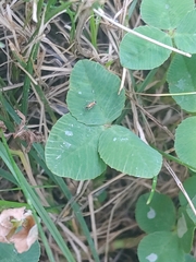 Porphyrosela minuta