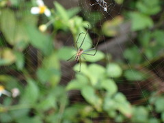 Leucauge argyra